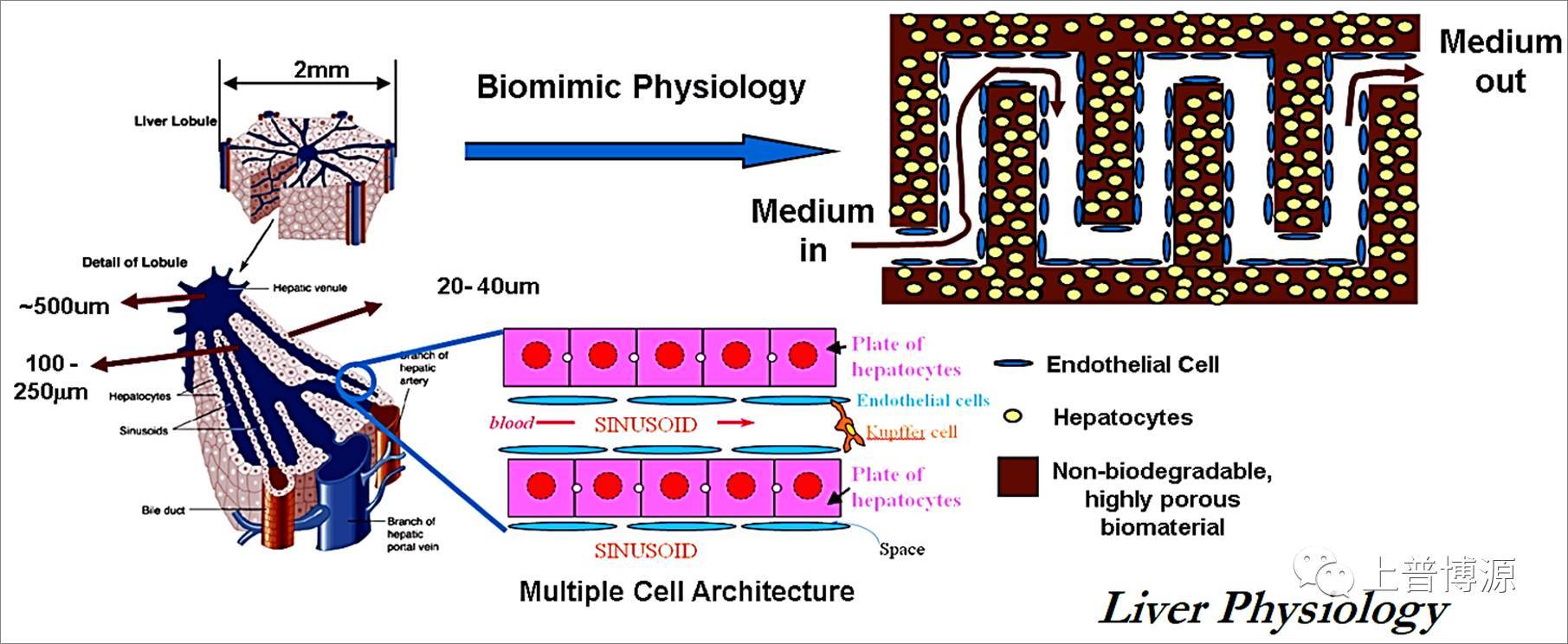 生物3D打印技术的概述