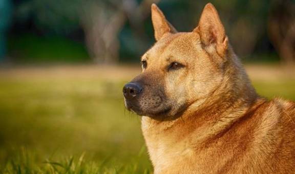 对于田园犬来说,最奢侈的事情,是老死在主人身边