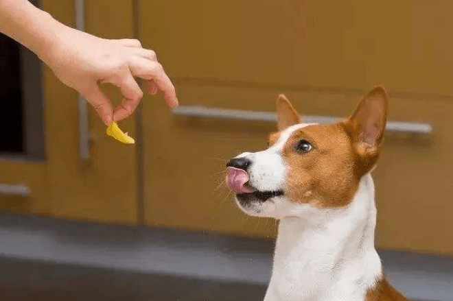 狗为什么不能吃巧克力和葡萄洋葱 ba46fd6f0609403f94b77f9ef3589028.png