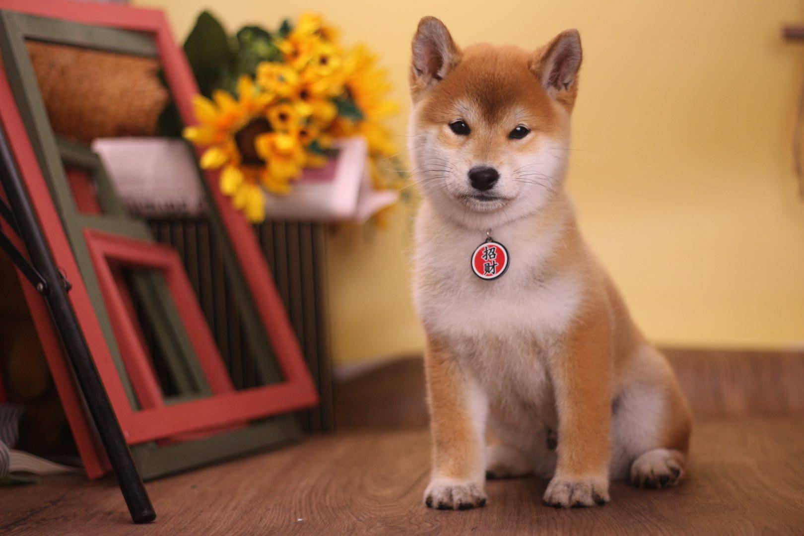 6000买到了一只豆柴？真正的豆柴多少钱一只？_搜狐网