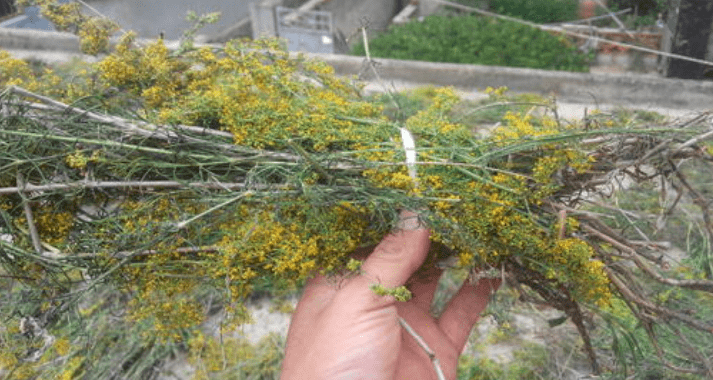 农村这种野草特别扎人被年轻人嫌弃老一辈却称之为救命草