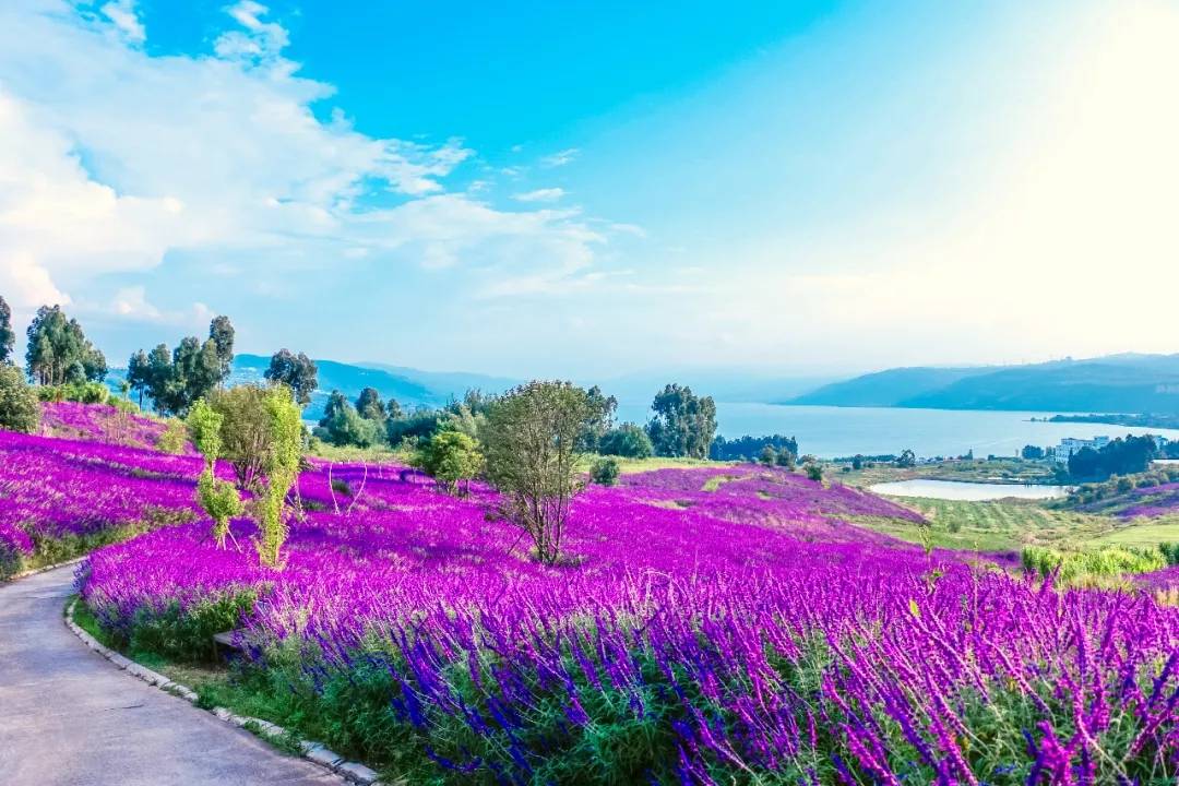 恒大开发的昆明阳宗海风景区,人间难得的美景!_花海