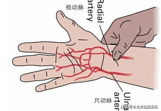 其原理是:手掌由两根血管来供血,一个是尺动脉,一个是桡动脉,压住这