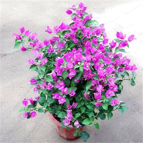 精品三角梅老桩 8822cecb94424011a38c8df0bfee6661.jpeg