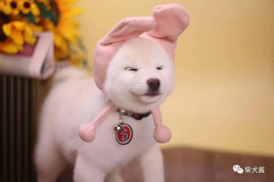 fe3f1cd88b4949ad990df2dc7c275c65.jpeg