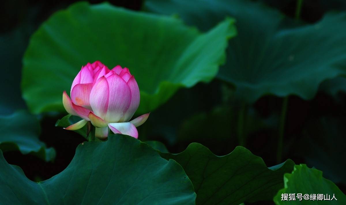 陆上百花竞芬芳,碧水潭泮默默香——荷花