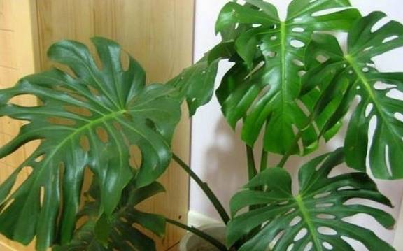 龟背竹怎么长出大叶片 530ce7dd02f440d5b0e82385e4d502b4.jpeg