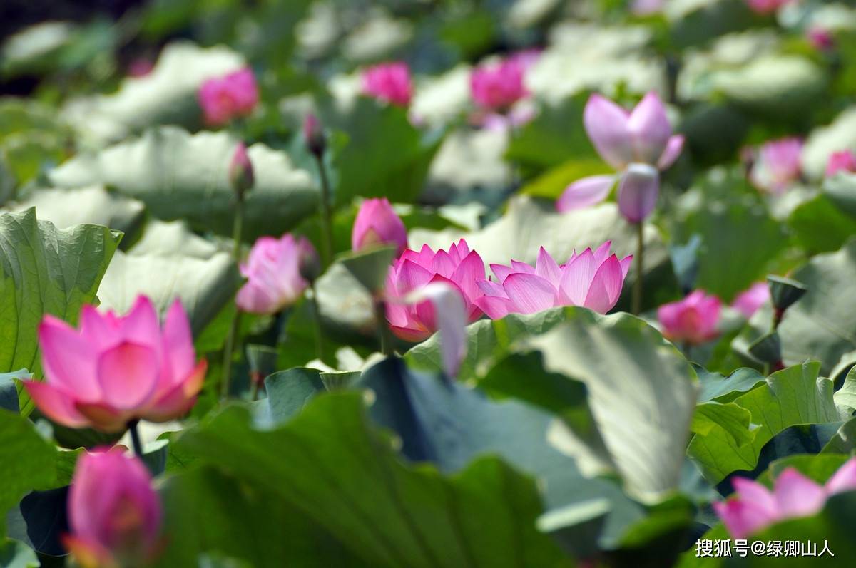 荷花别样红简谱_莲花红 莲花白简谱 民歌曲谱 中国曲谱网(2)