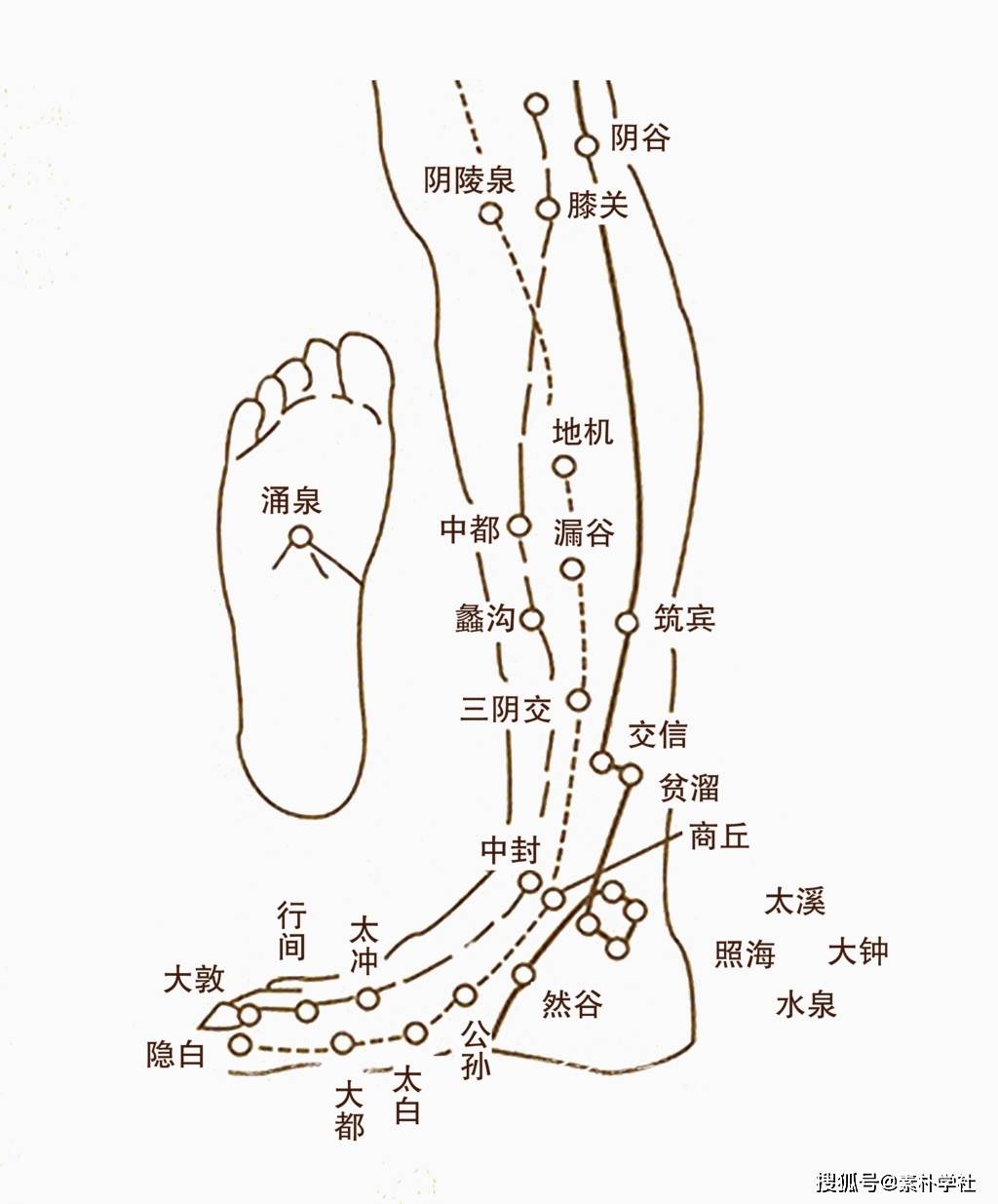 "足部是三阴经 ( 脾经,肝经,肾经 ) 的起点,也是三阳经的终点 ( 膀胱