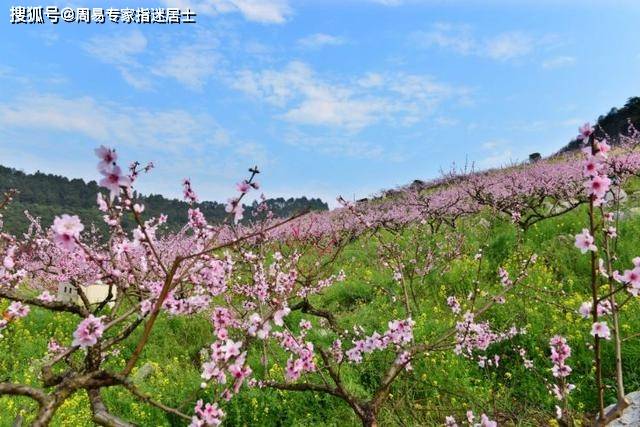 2020年十二生肖运气_2020年农历12月生肖运程「鼠、牛、虎」(2)