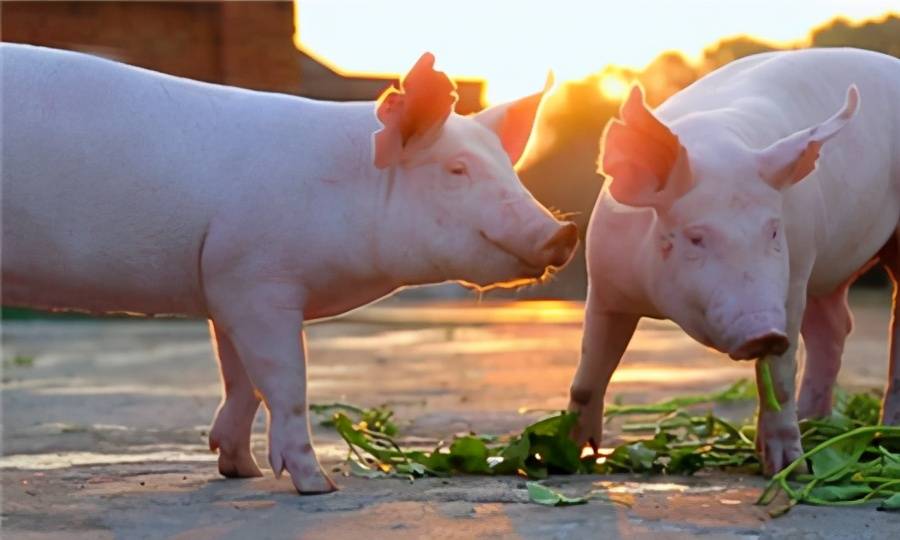 efb2610ff9ff49709b3fed3839a98589.jpeg