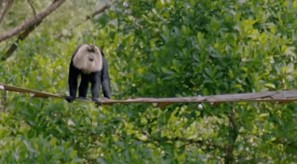 小猴人口算_人口普查(3)