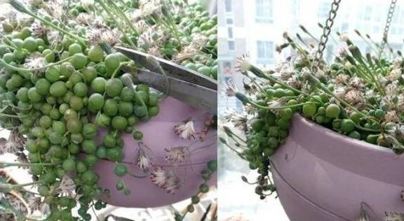 多肉怎么修剪根部再种植 39f62152c1724bdeb09c00c71e200b47.jpeg