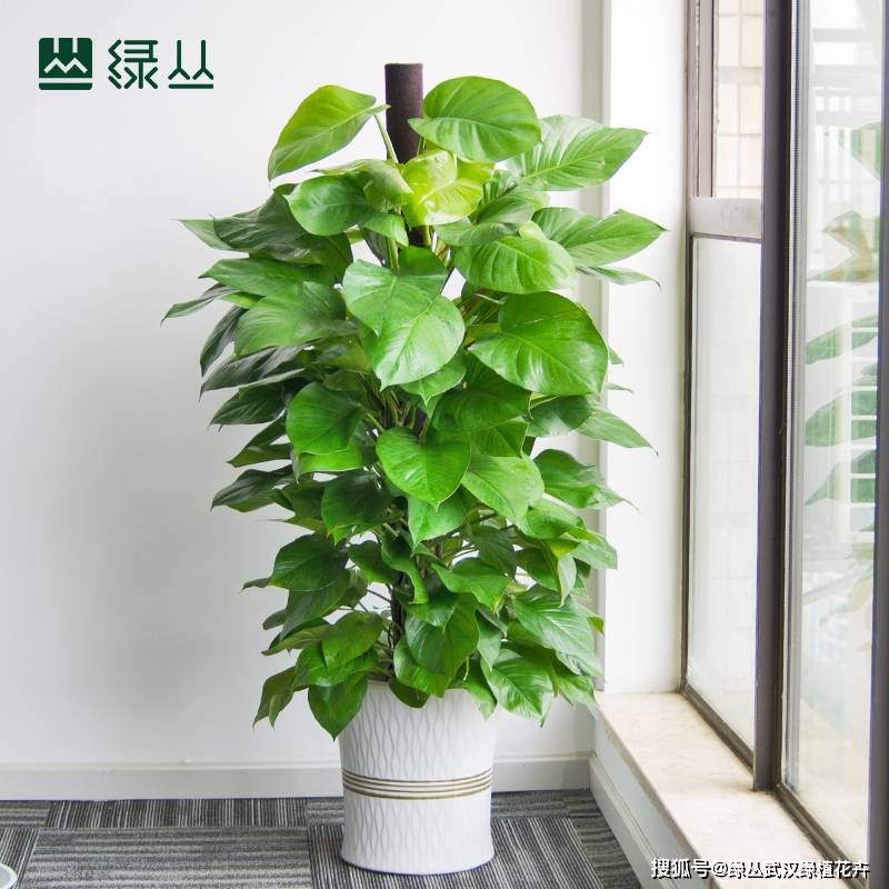 一进门放一棵绿植好不好 50a76815504e4d6f8d466178b03ed2bd.jpeg