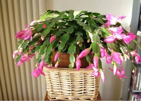 几月份嫁接蟹爪兰最合适 a3a0659d28ca4a3ba291fbf7354ebf51.jpeg