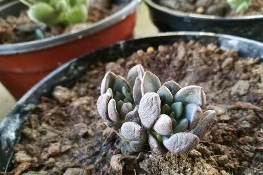 什么方法能快速长肉 a3af6f4be6ad494490decd3f5c6b2ddd.jpeg