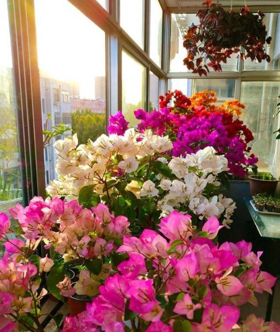 三角梅"爆花3技能,开花茂密,不见叶