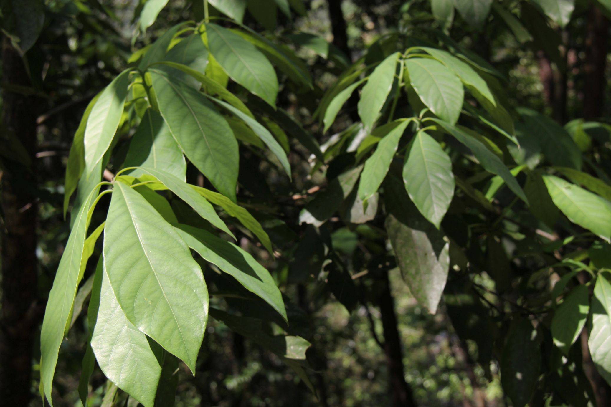 庆元植物1332-樟科-山胡椒属-黑壳楠