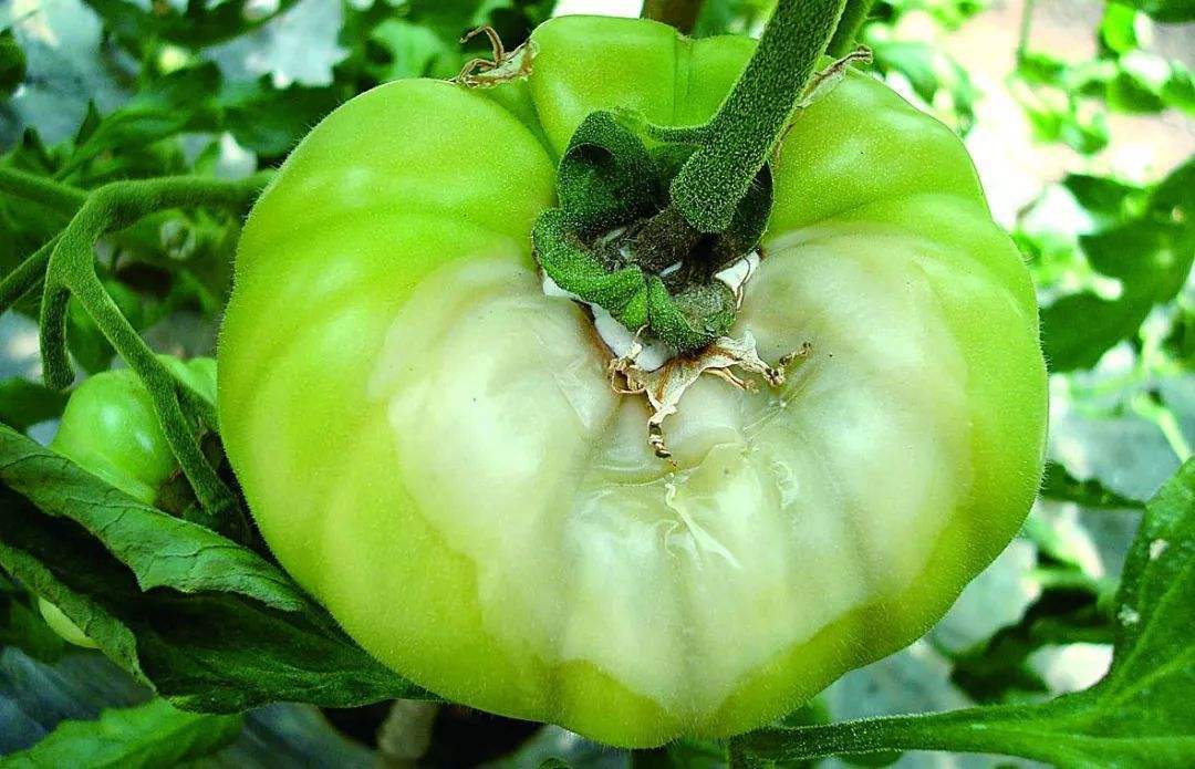 番茄软腐病的症状 番茄软腐病主要侵染茎和果实.