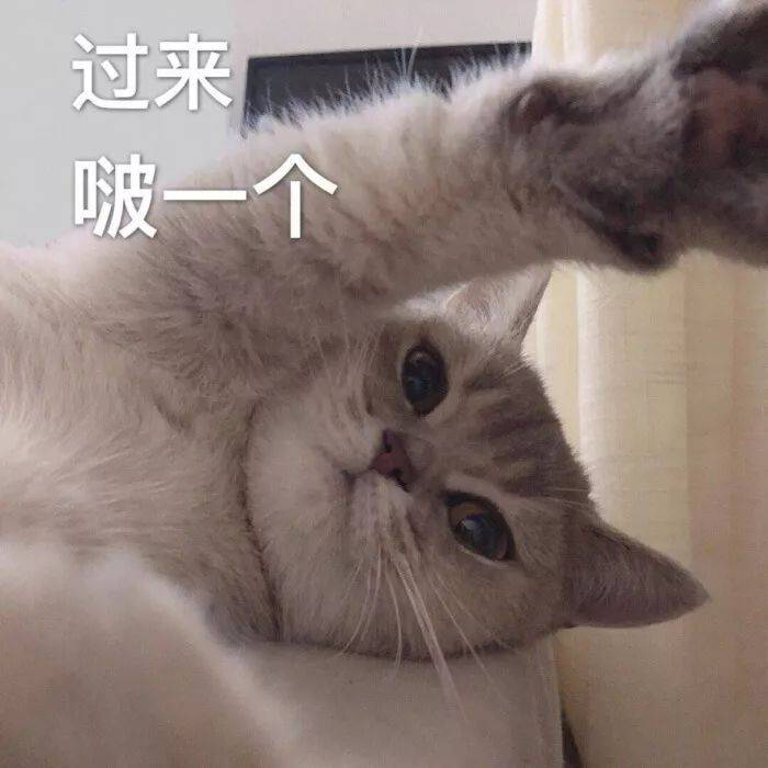 猫咪表情包合集:两眼一闭,当你放屁.