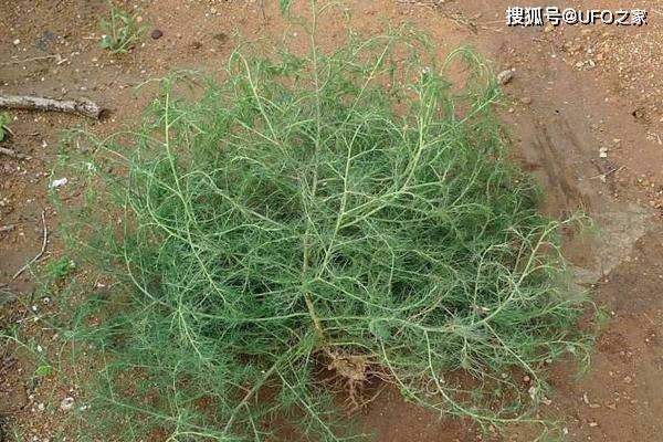 真正的风滚草是属于藜科猪毛菜属刺沙蓬种的一种植物,而我们餐桌上的