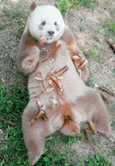 搞笑gif段子:帅哥,你的音乐很嗨嘛