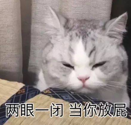 猫咪表情包合集两眼一闭当你放屁