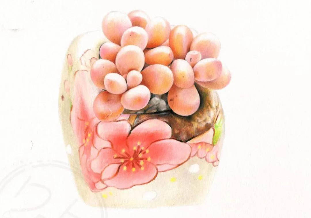 【推荐】多肉彩铅画教程一步一步图解|附多肉的彩铅画