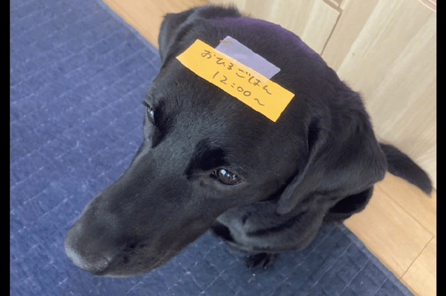 d4fa2143a5ab492ea97ce117f3698360.png