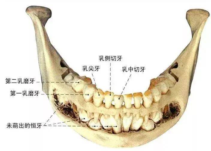 为什么人一辈子只能换一次牙,这科学吗?_牙齿