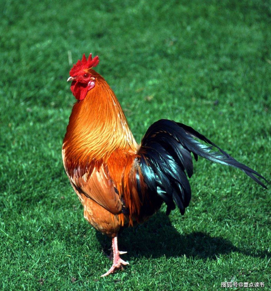 怎样快速有效的增重 9a71cdf63add49a3ac1edb9588e70901.jpeg