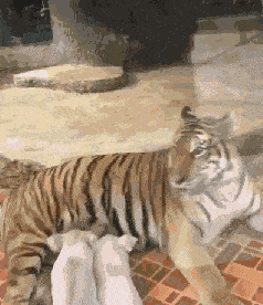 老虎:这年头还是自己养大的吃着放心!