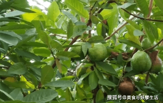 老油茶树采摘要点 2941b468a65940a5afb1cce49e5fb80e.png