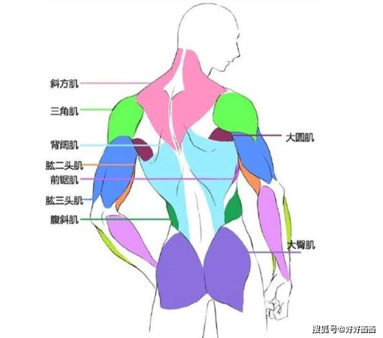 动漫人体肌肉怎么画