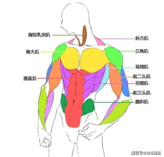 动漫人体肌肉怎么画_结构