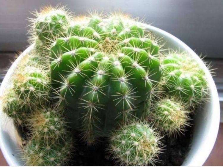 什么时候种花种子最合适 48c0575e19fd46b1aa199817c03280e6.jpeg