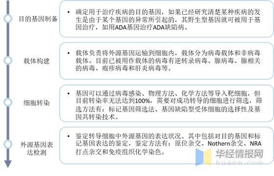 基因治疗流程图基因治疗的流程为:目的基因制备,载体构建,细胞转染