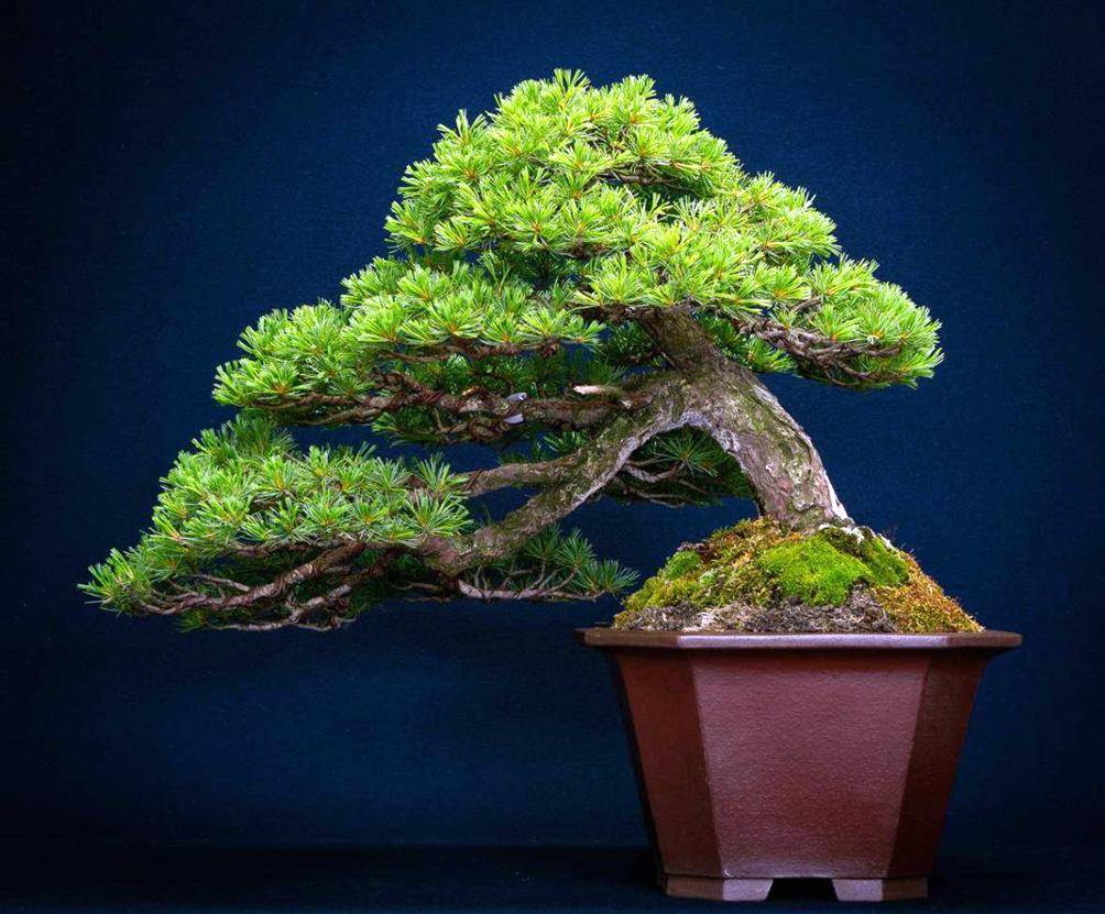 树种排名_最贵的树种排名图片