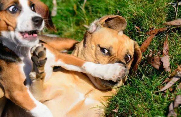 五个字的动物 ce570181e6e54ea9a0026140d643a0cd.jpeg