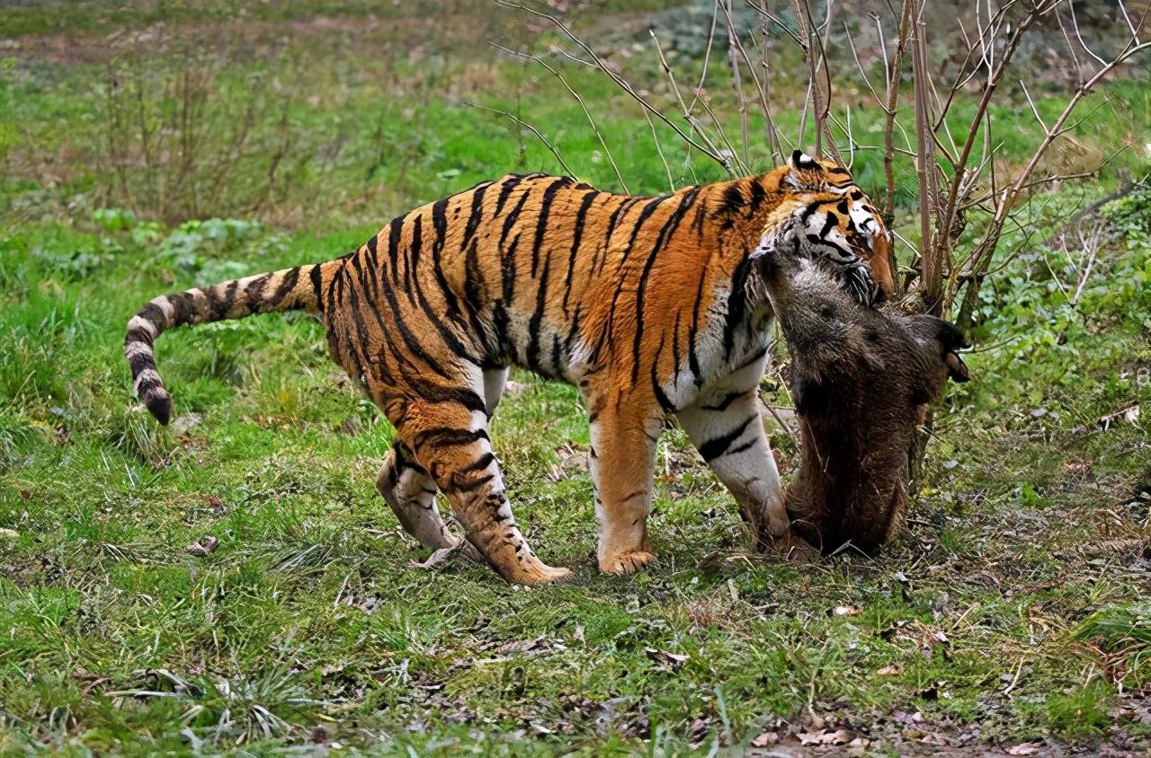 原创一猪二熊三老虎是什么意思野猪真比老虎厉害吗终于找到答案了