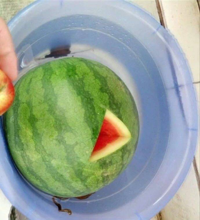 西瓜怎么挑选才对 a40ba66cd04d4950875c2d300c212ca6.jpeg