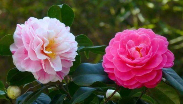 开花最大的牡丹花 dcf1d1e5a5b346898e708ba2dd06cd3a.jpeg