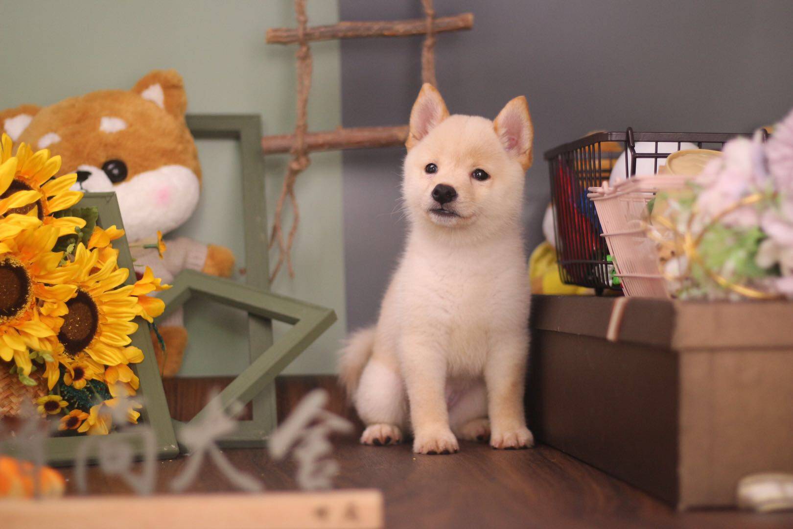豆柴犬?土狗?如何快速辨别!_颜色