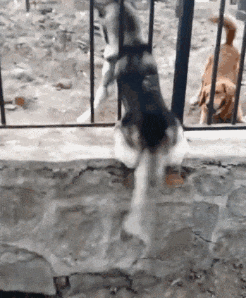 搞笑gif段子:溜羊新方式,这才是新潮流!