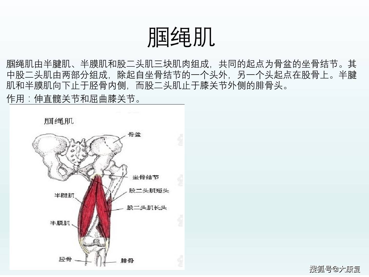 上下肢大肌肉解剖
