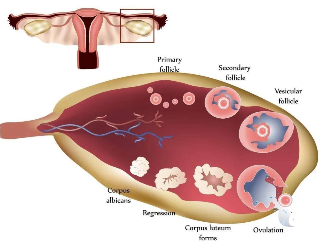 图2-1 接近排卵的成熟卵子-基础医学-医学