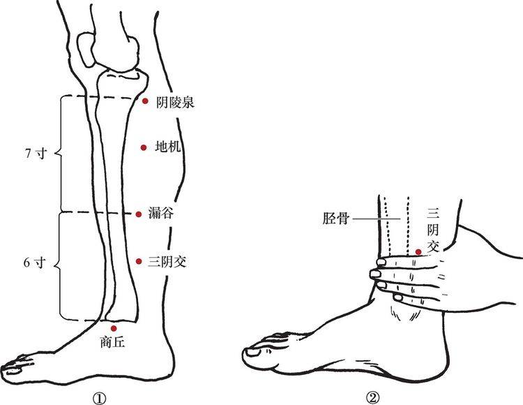 原创承山,三阴交——可舒筋活络,清热解毒消肿