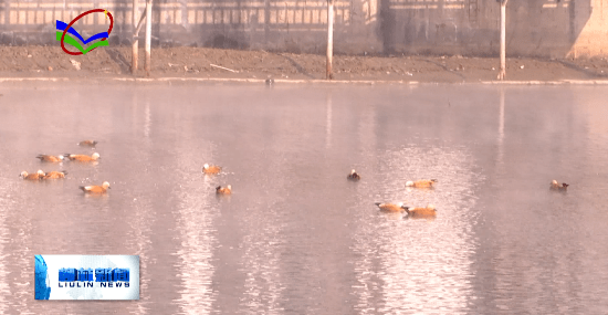 柳林：又逢寒冬至 清河老友来