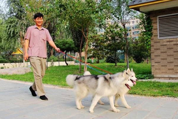怎么可以让大狗不扑人 9940f7c68a864c668377753f726fd259.jpeg