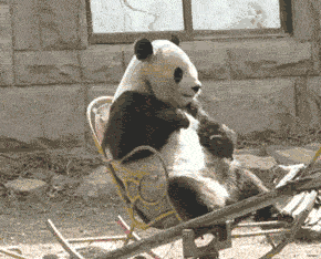 搞笑gif段子:爸爸妈妈妈你们当着我的面秀恩爱,考虑过